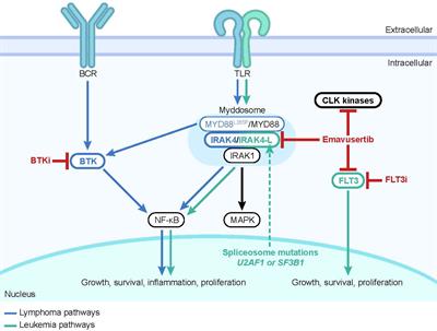 Research and clinical updates on IRAK4 and its roles in inflammation and malignancy: themes and highlights from the 1st symposium on IRAK4 in cancer